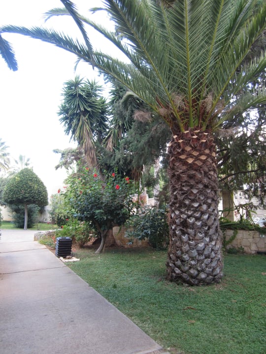 Üppige und gepflegte Vegetation Phãea Cretan Malia