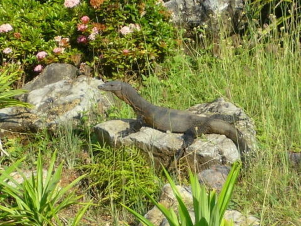 Варан Peace Laguna Resort and Spa