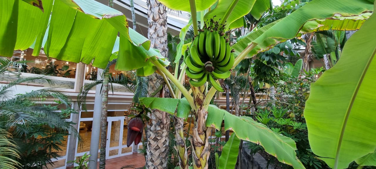 Gartenanlage Maspalomas Princess