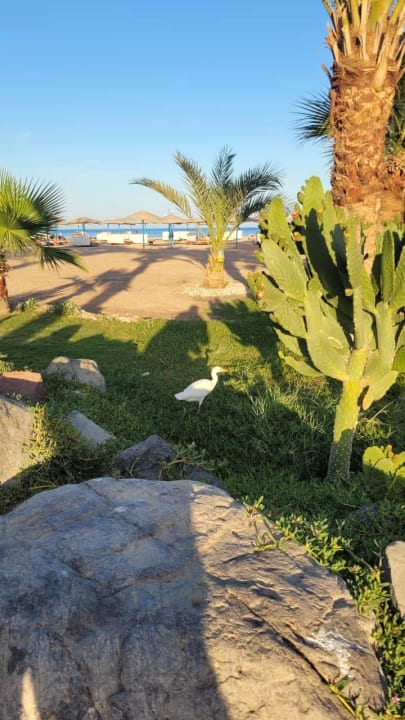 Gartenanlage Shams Safaga Resort