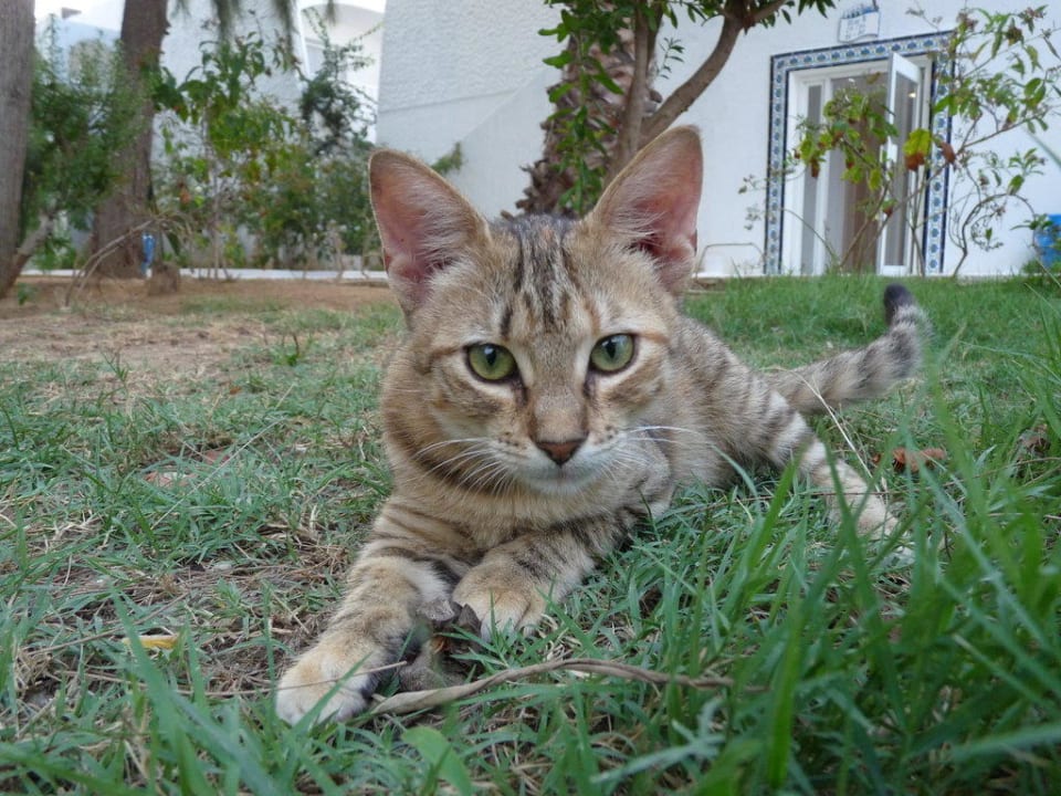 Hotelkatze The Club Hammamet