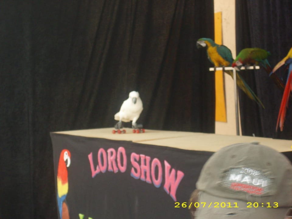 Abendprogramm / Papageien - Show Barceló Portinatx - Adults only