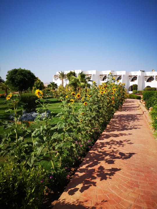 Gartenanlage Three Corners Equinox Beach Resort