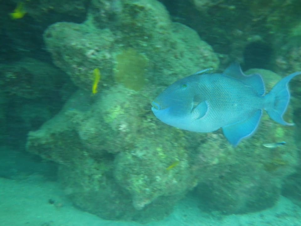 Hausriff Premier Le Reve Hotel & Spa