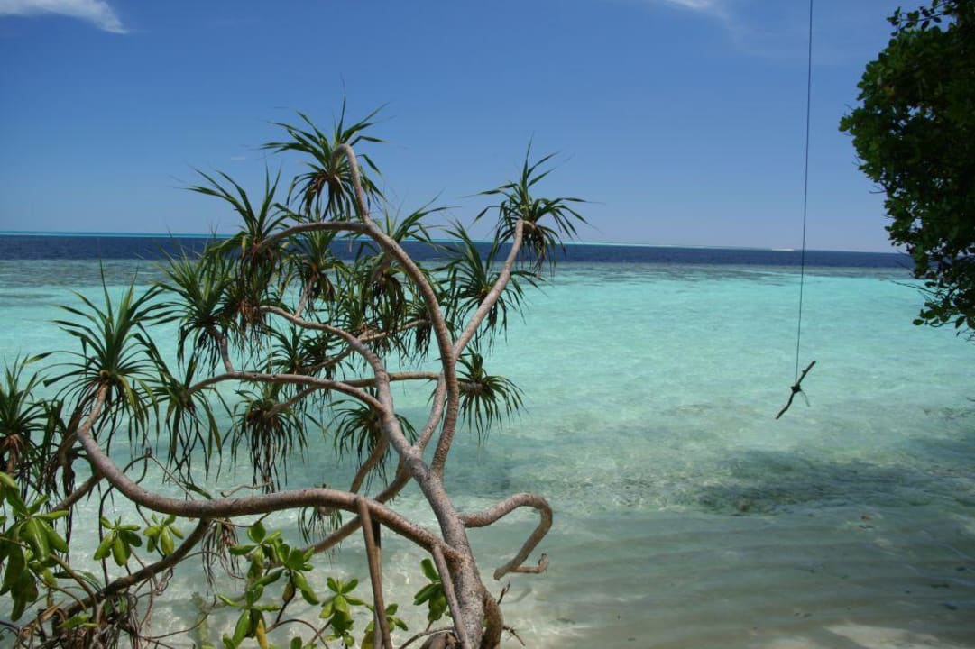 Yukka-Palme Vilamendhoo Island Resort & Spa