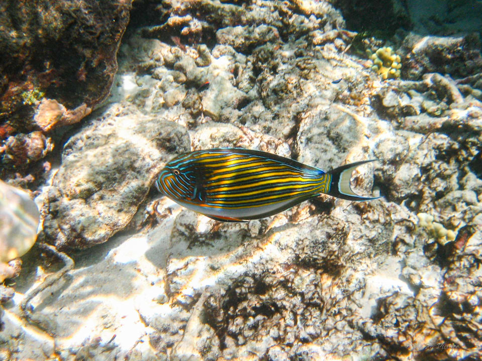 Sport & Freizeit Summer Island Maldives