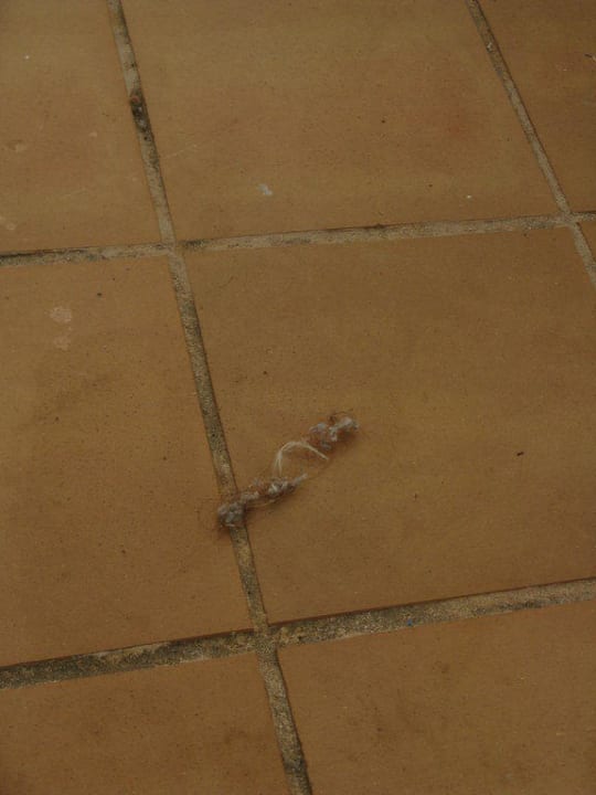 Staubflocken - Haare Moon Dreams Marina Parc