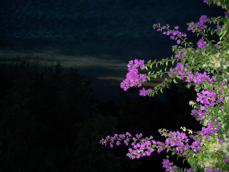 Stillleben vom Balkon aus Labranda Alantur Resort