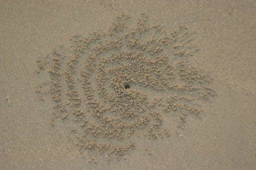 Werk der Strandkrebse Moracea by Khao Lak Resort