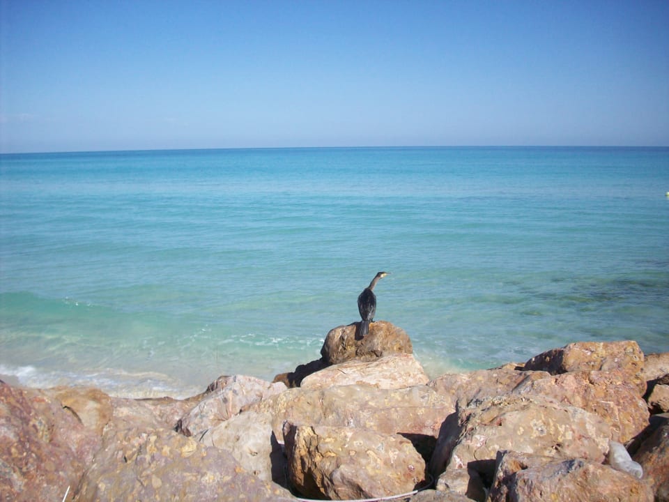 Strand Djerba Sun Beach Hotel & Spa