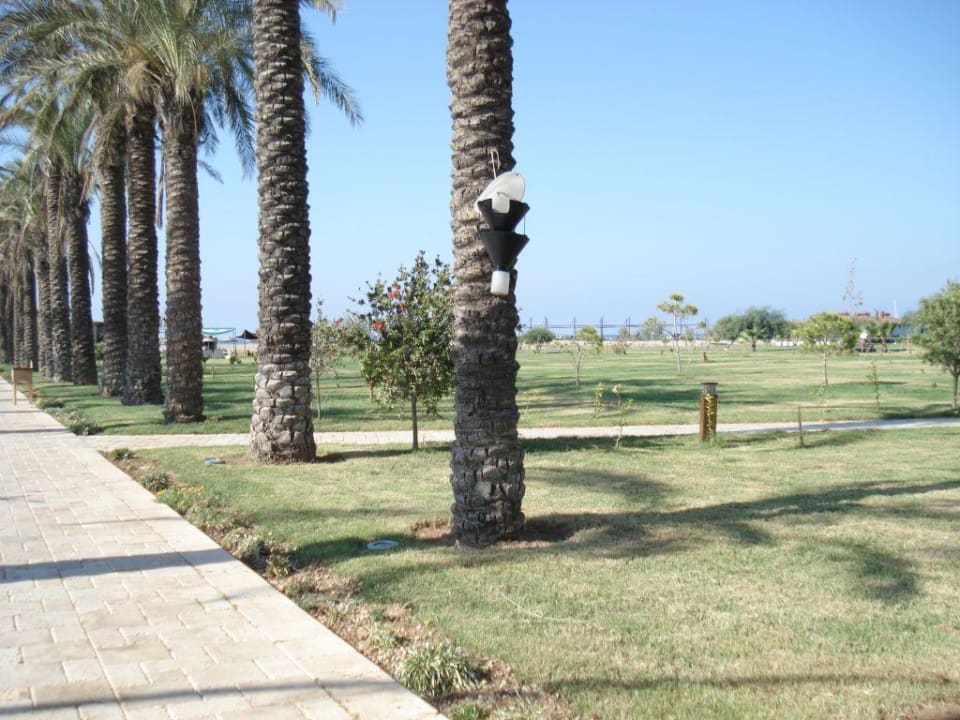 Palmenallee zum Strand Calimera Serra Palace