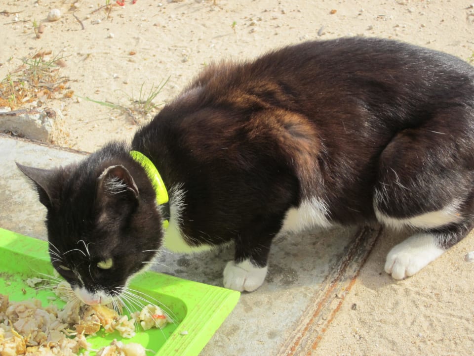 Sterilisierte katze Hotel El Mouradi Djerba Menzel