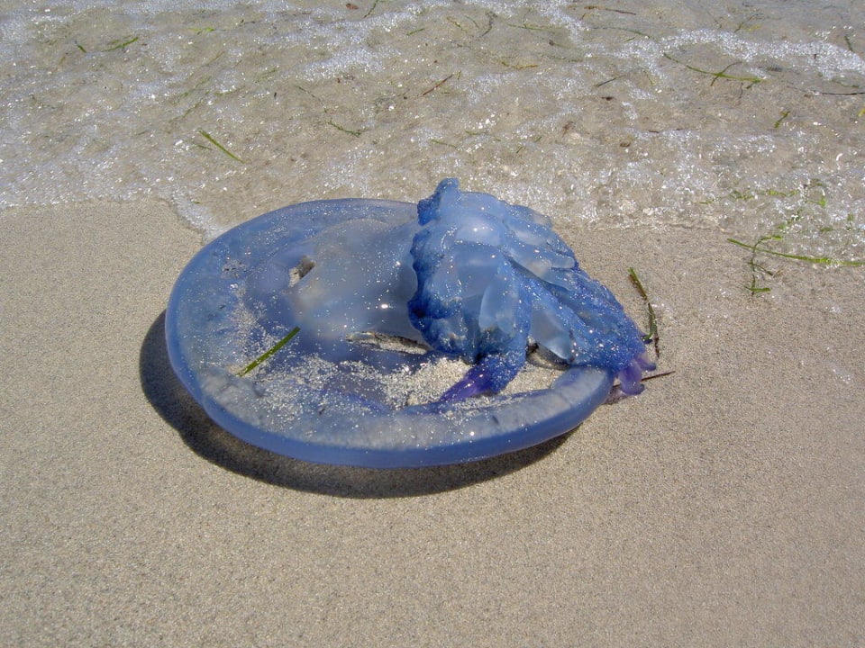 Tote angespülte Qualle TUI MAGIC LIFE Penelope Beach