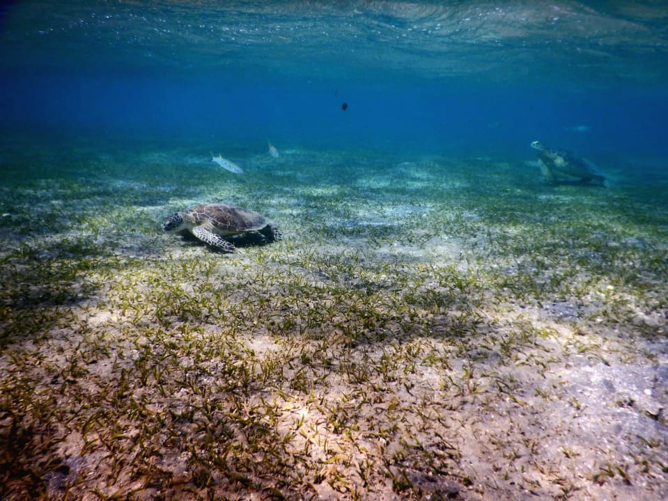 Sport & Freizeit Shams Alam Beach Resort