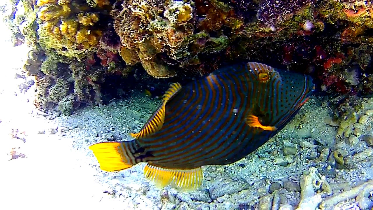 Sport & Freizeit Adaaran Select Hudhuran Fushi - Premium All Inclusive