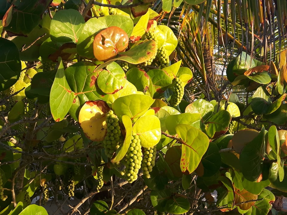 Garten Hotel Grand Palladium Palace Resort, Spa & Casino