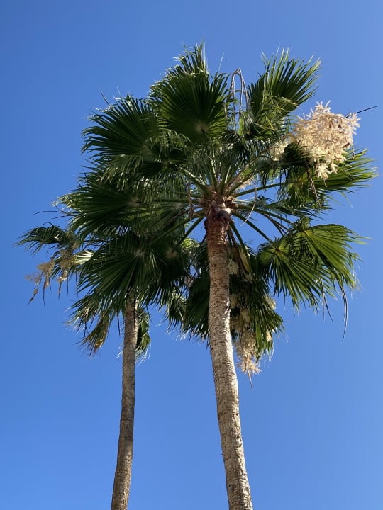 Gartenanlage Hotel Riu Gran Canaria