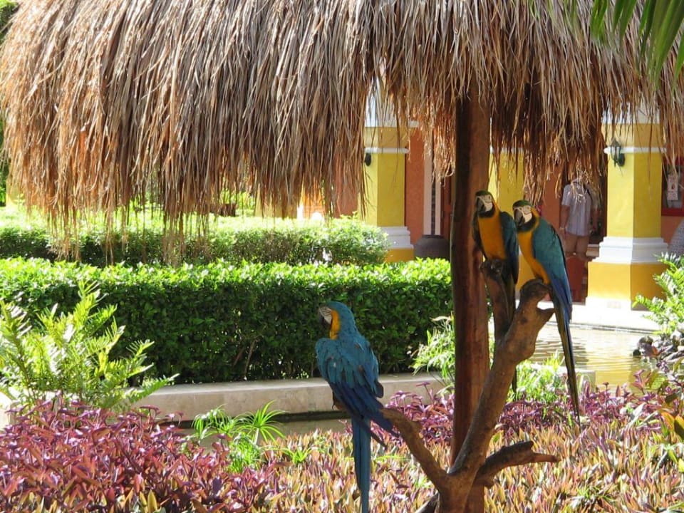 Papageien-Trio Iberostar Selection Paraiso Lindo
