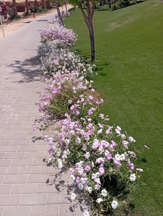 Gartenanlage Steigenberger Coraya Beach - Adults only