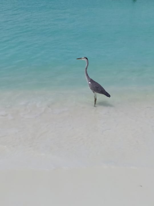 Strand Meeru Maldives Resort Island