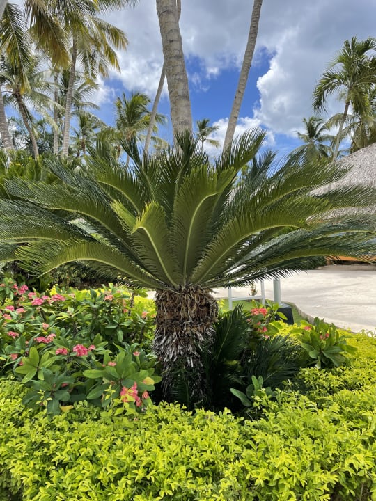 Gartenanlage Hotel Viva Dominicus Beach by Wyndham - All Inclusive Resort