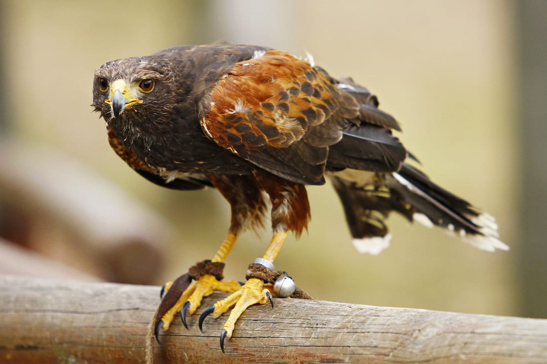 Sonstiges Natur-Resort Tripsdrill