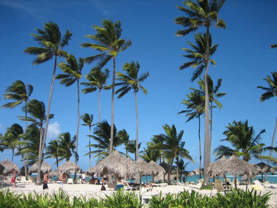 Traumhafter Strand mit unendlich vielen Palmen Majestic Colonial Punta Cana