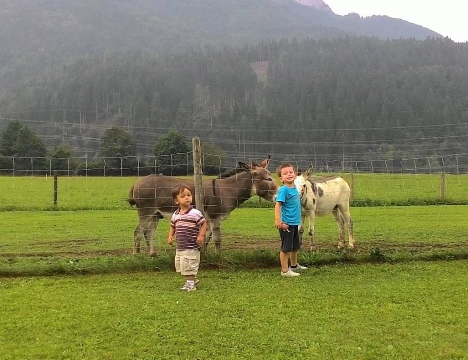 Garten und Esel Landhaus Flaschberger