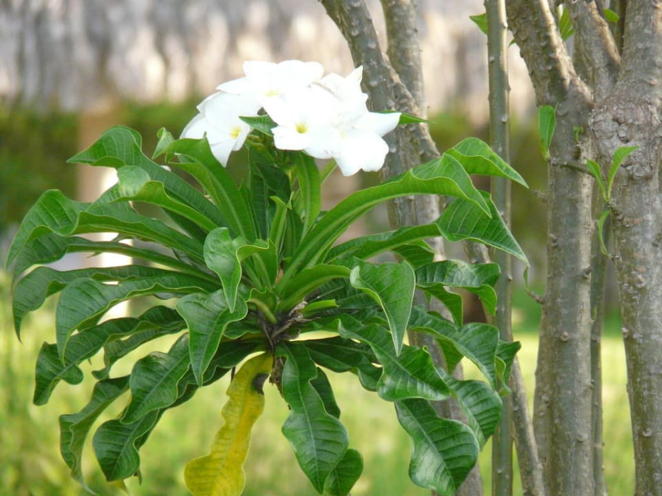 Blume TRS Turquesa Hotel - Adults only