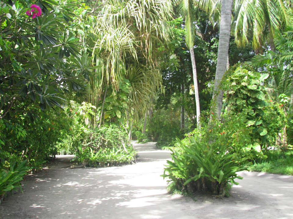 Palmen Kuramathi Maldives