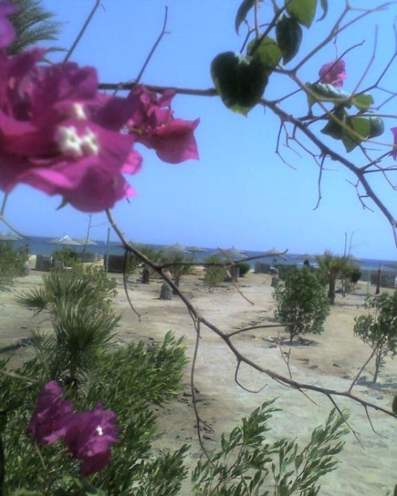 Vista verso la spiaggia Shams Alam Beach Resort