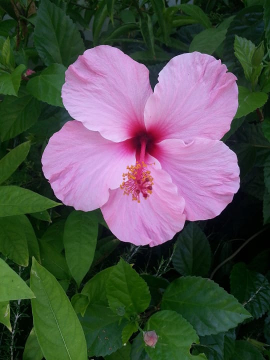 Hibiskus am Eingang Fuerte Conil-Resort