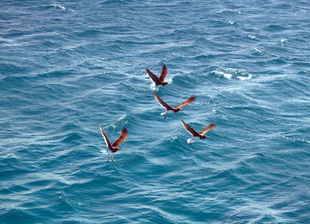 Чайки Shams Alam Beach Resort