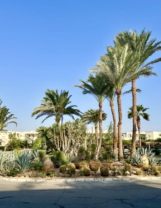 Gartenanlage Steigenberger Coraya Beach - Adults only