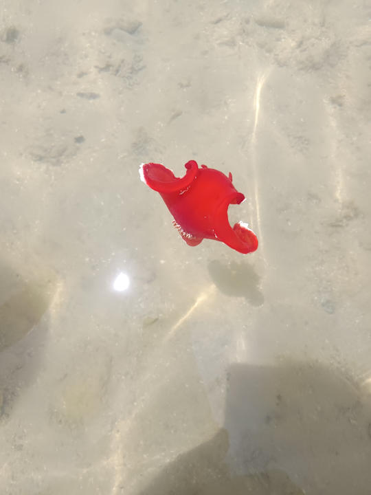 Strand Royal Star Beach Resort