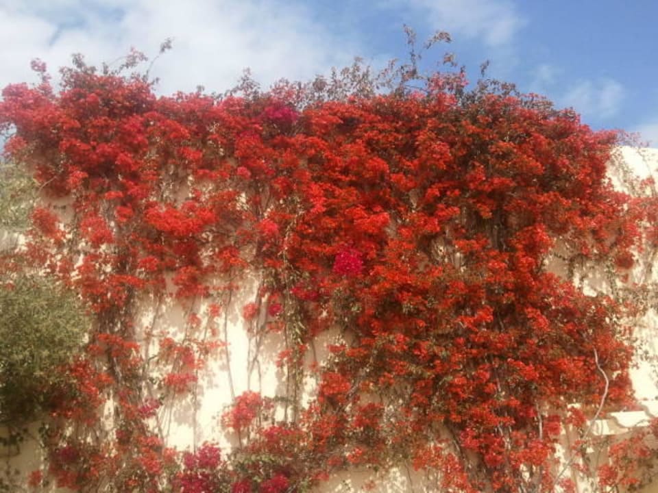 Blumenmeer TUI MAGIC LIFE Penelope Beach