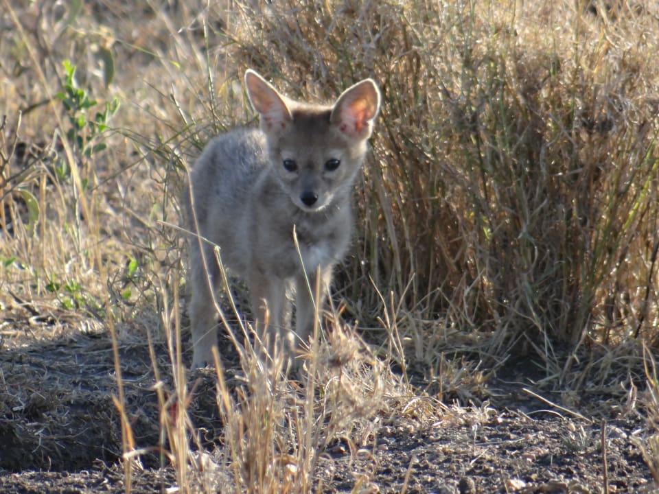 Sonstiges Aruba-Mara Camp