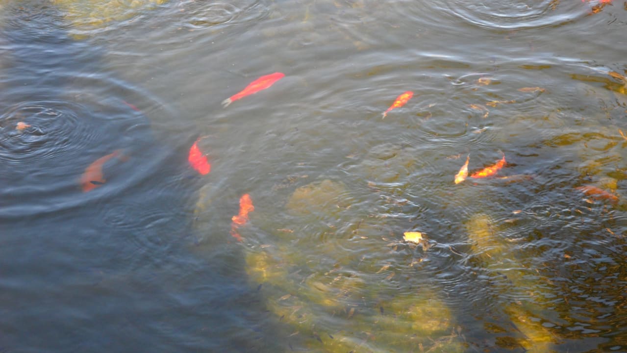 Teichanlage La Palma Princess