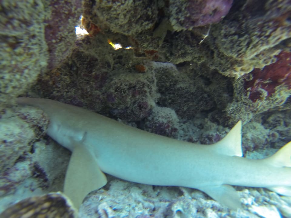 Sport & Freizeit Eri Maldives