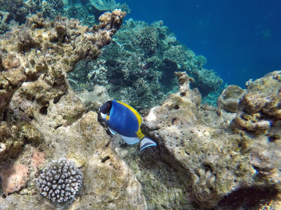 Weißkehl - Doktorfisch NH Collection Maldives Havodda Resort