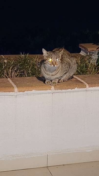 Zimmer Limak Limra Hotel & Resort