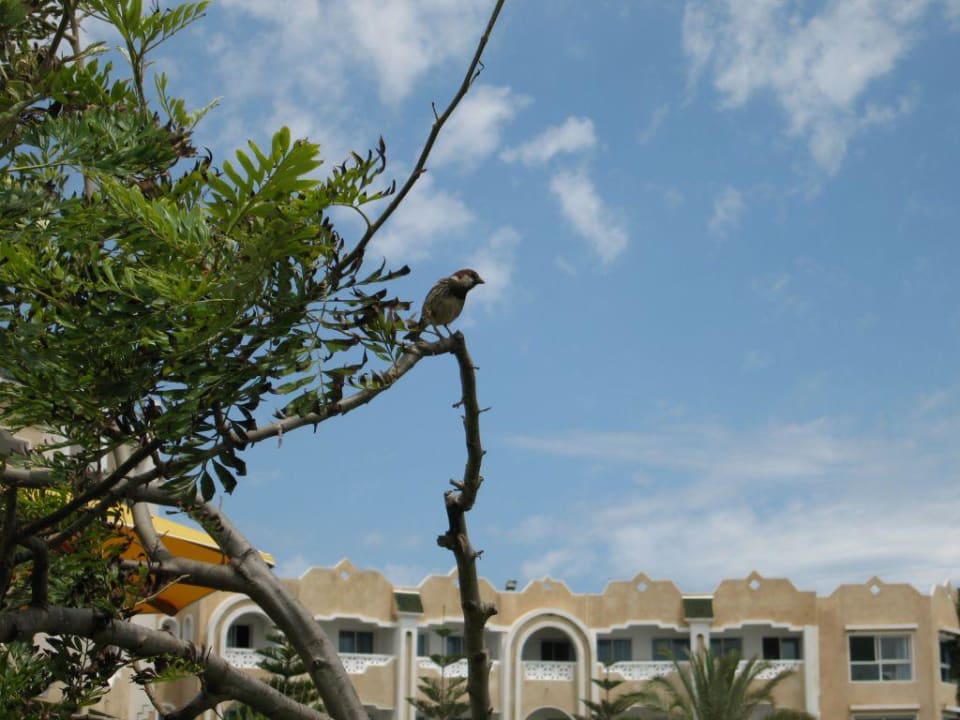 A bird Mahdia Beach & Aquapark