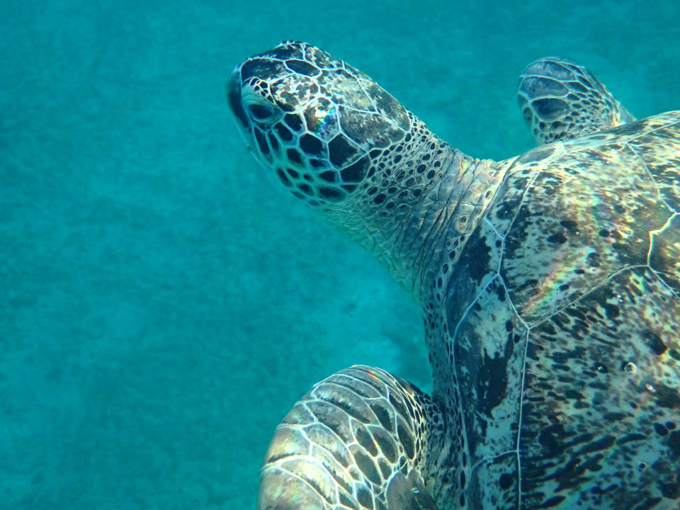 Strand Malikia Resort Abu Dabbab