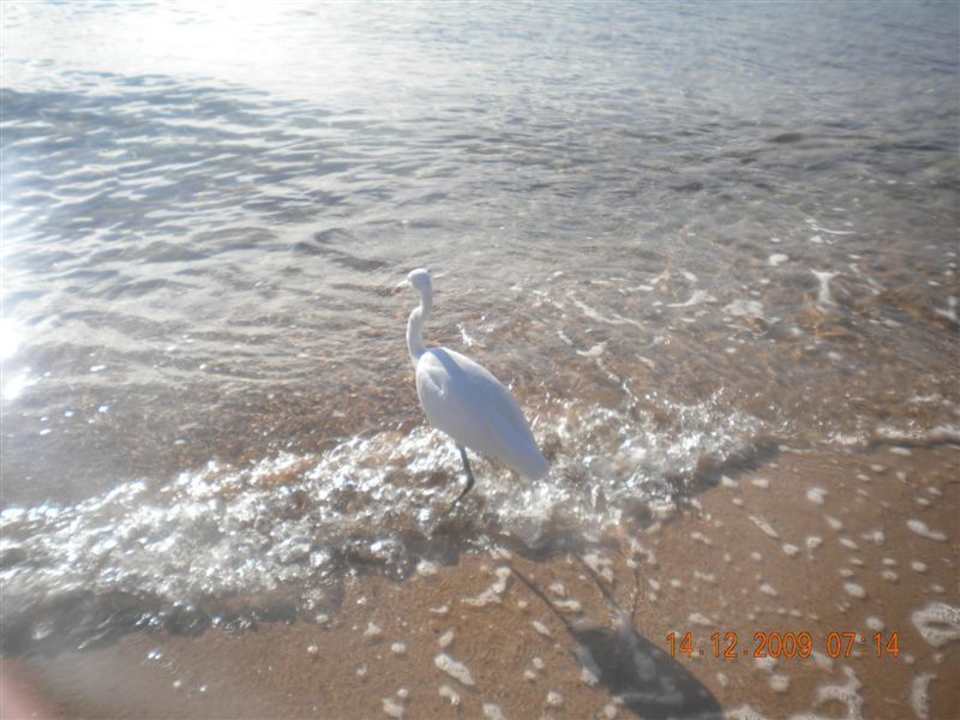 Jeden Morgen sahen wir ihm beim Fische fangen Ghazala Beach
