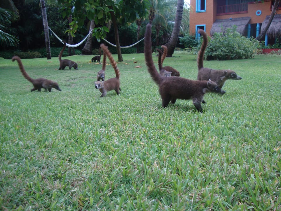 Hotel Catalonia Playa Maroma Catalonia Playa Maroma