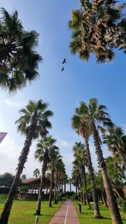 Außenansicht Saturn Palace Resort Hotel