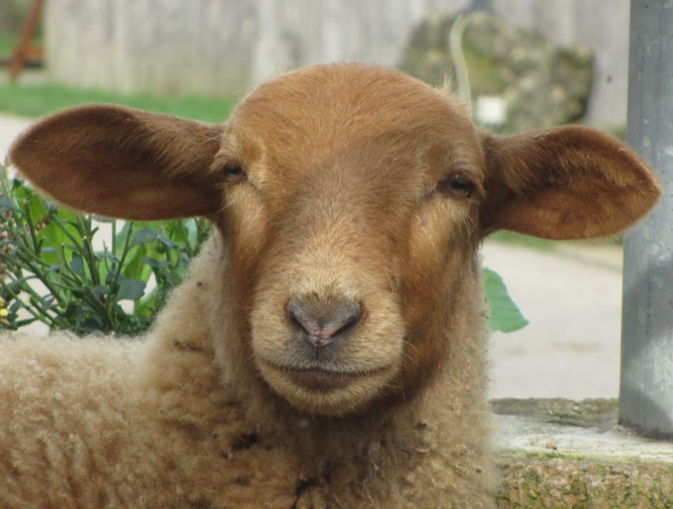 Sonstiges Ferienhof Feinen