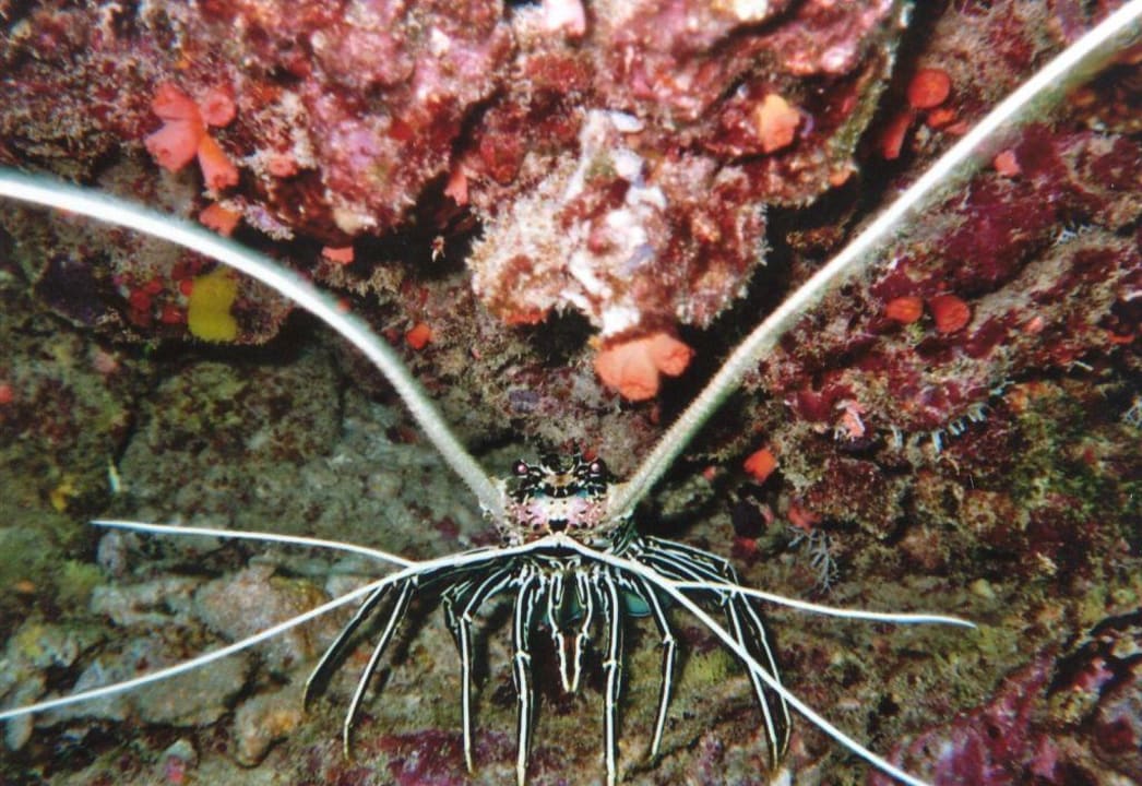 Total versteckt Eriyadu Island Resort