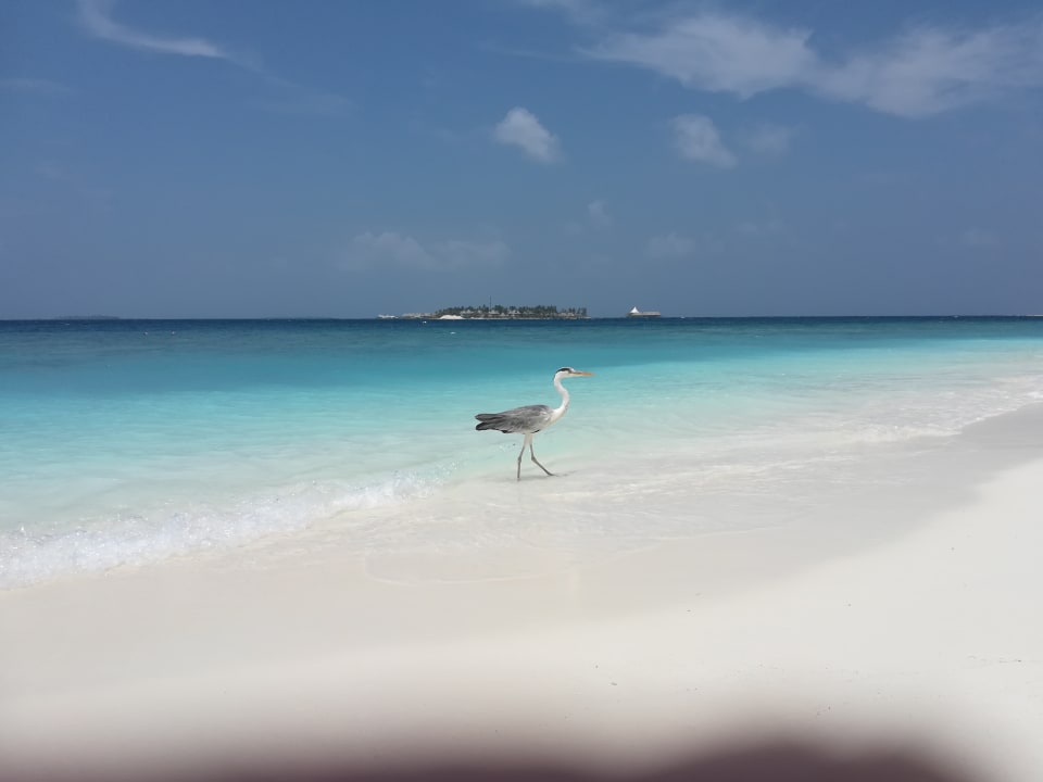 Strand NH Collection Maldives Reethi Resort
