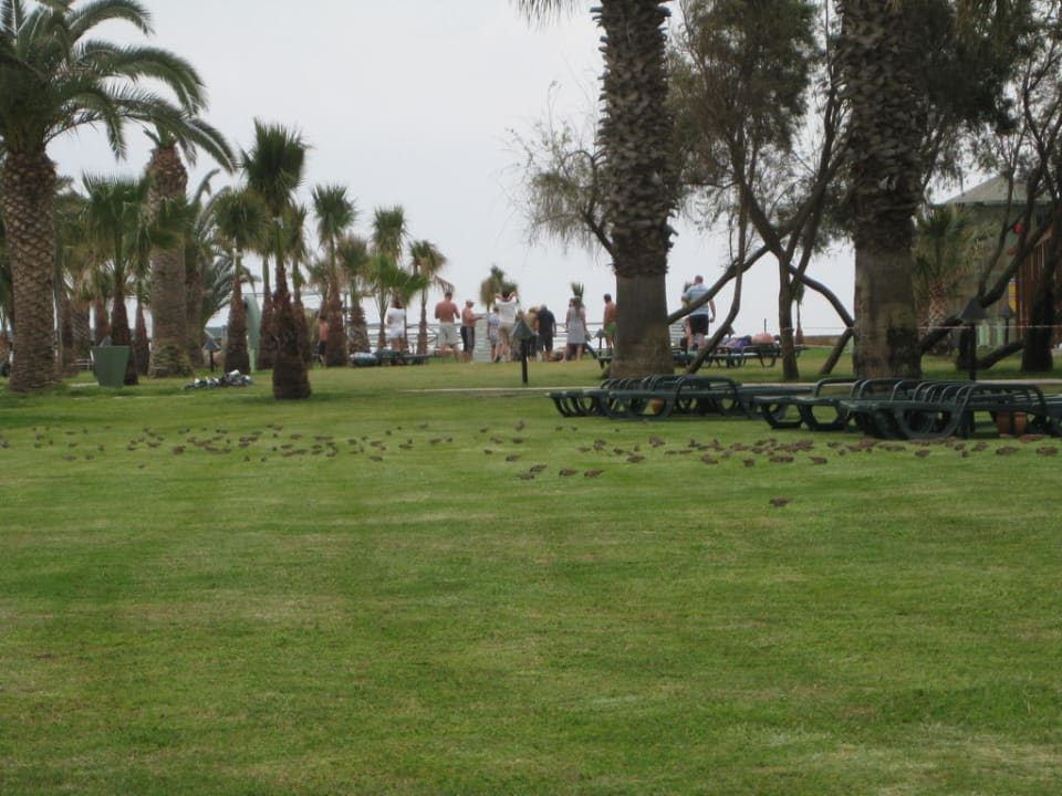 Neuer Rasen Megasaray Club Belek